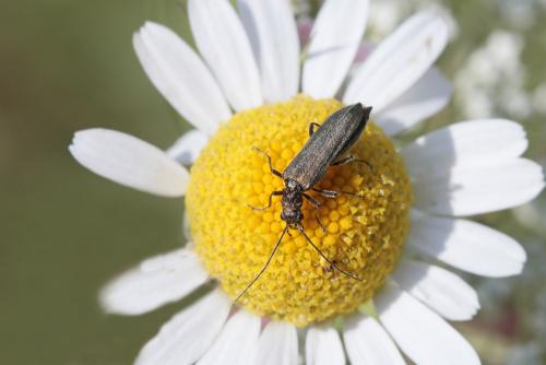 Réf. 235 574 : Oedemera sp.